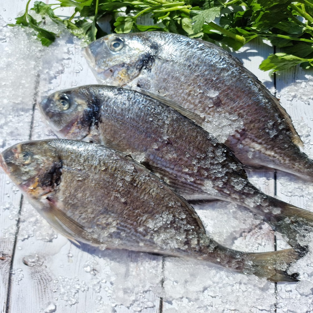 дорадо дорадо