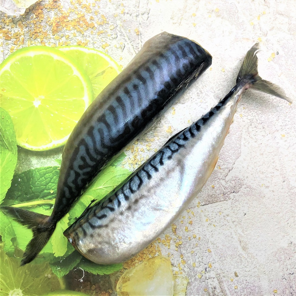 скумбрия пбг