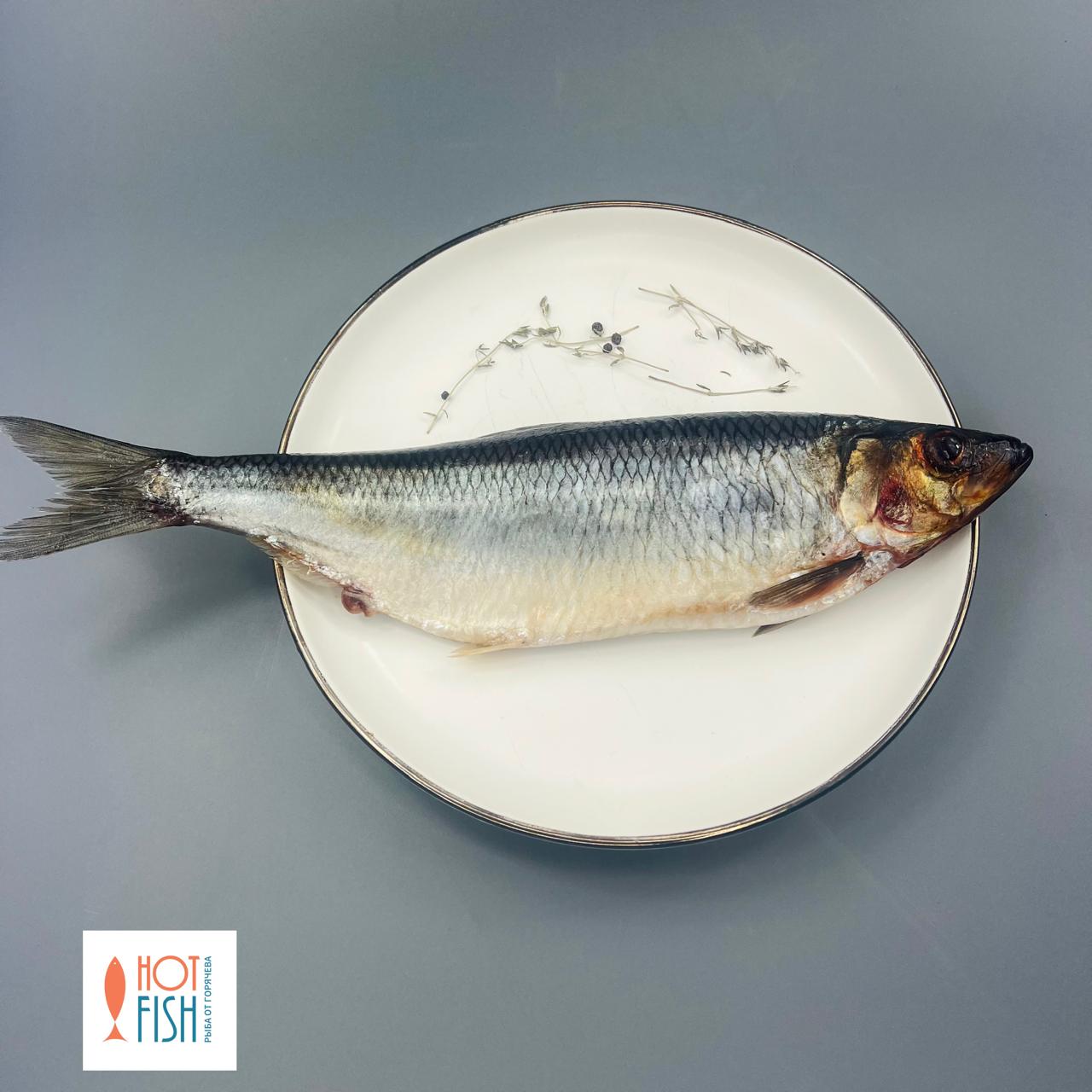 WhatsApp Image 2025-08-19 at 17.26.40 WhatsApp Image 2025-08-19 at 17.26.40