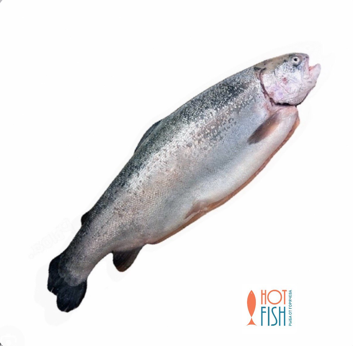 photo_5233608364363814226_y