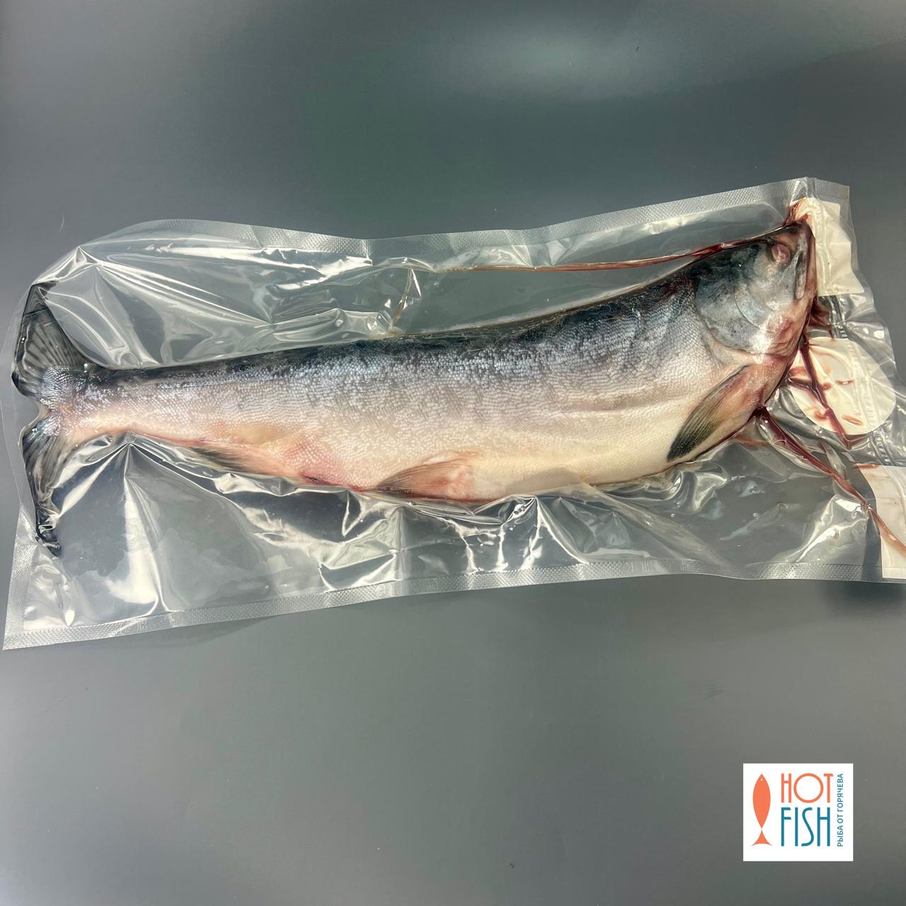 WhatsApp Image 2025-10-24 at 17.14.52