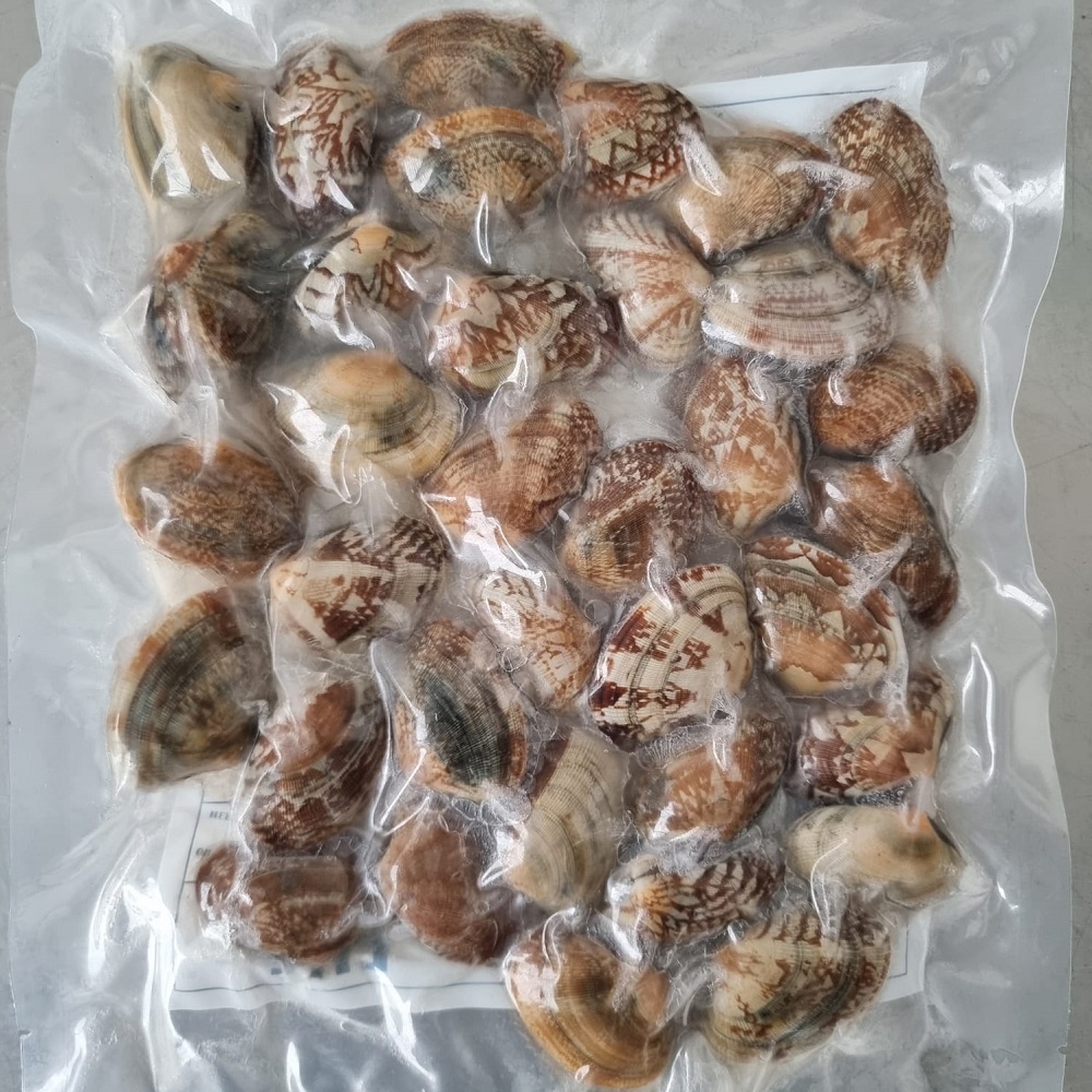 вонгол вонгол