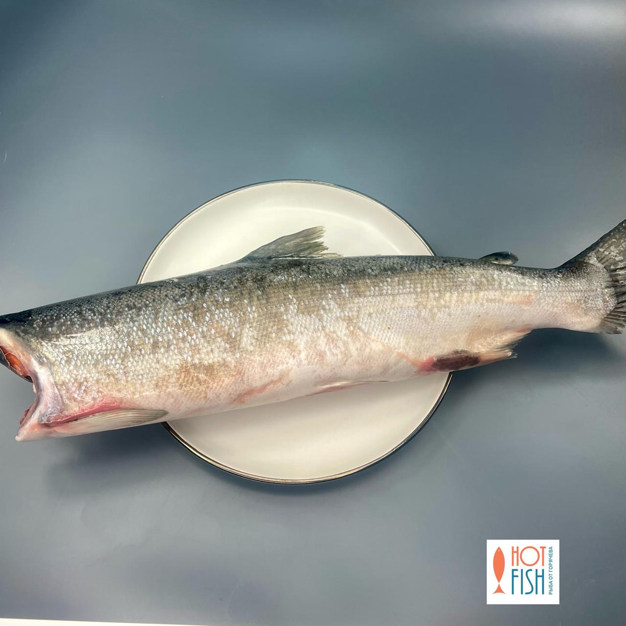 WhatsApp Image 2025-11-10 at 13.13.43