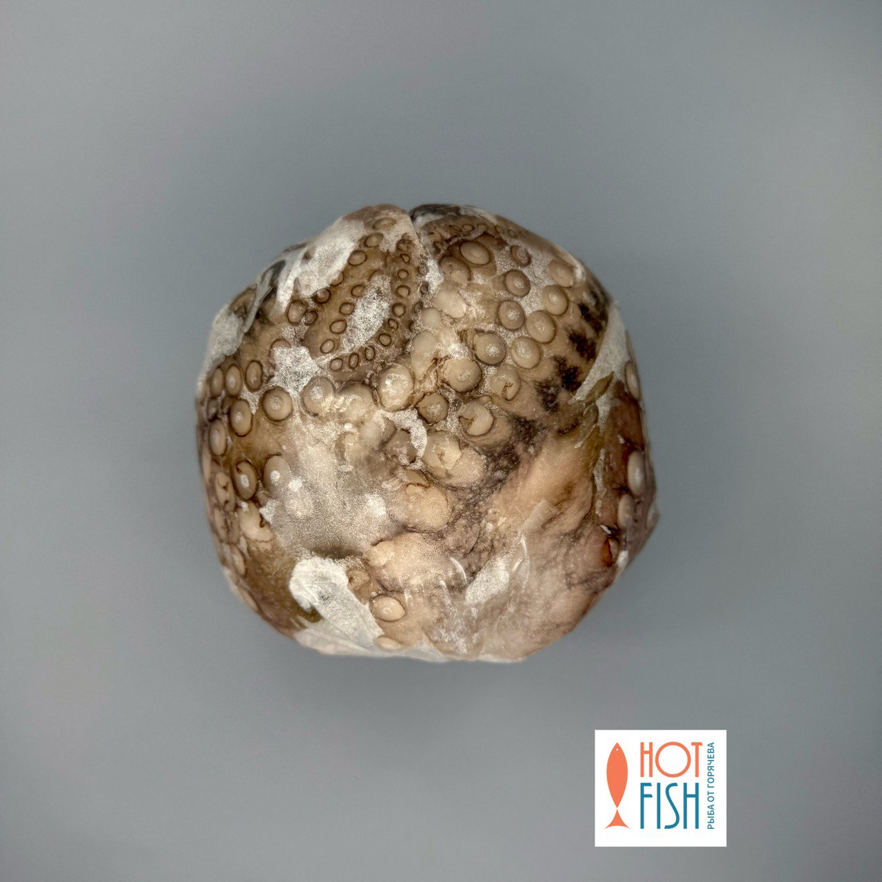 photo_5312177072987901152_y