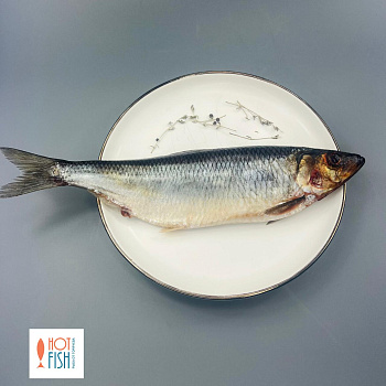Сельдь олюторская HOT FISH, слабосолёная, отборная (~500г)