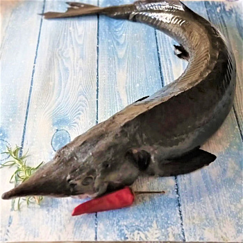 Осетр Астраханский "HOT FISH" потрошеный с головой свежемороженый (7-10 кг)