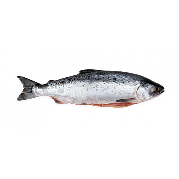 Нерка потрошеная с головой, Камчатско-Курильская ~1,5-2,5 кг