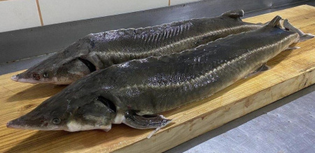 WhatsApp Image 2025-10-03 at 16.40.09