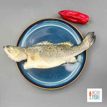 Окунь морской, японский (сузуки), потрошеный с головой без жабр и чешуи, ~500г