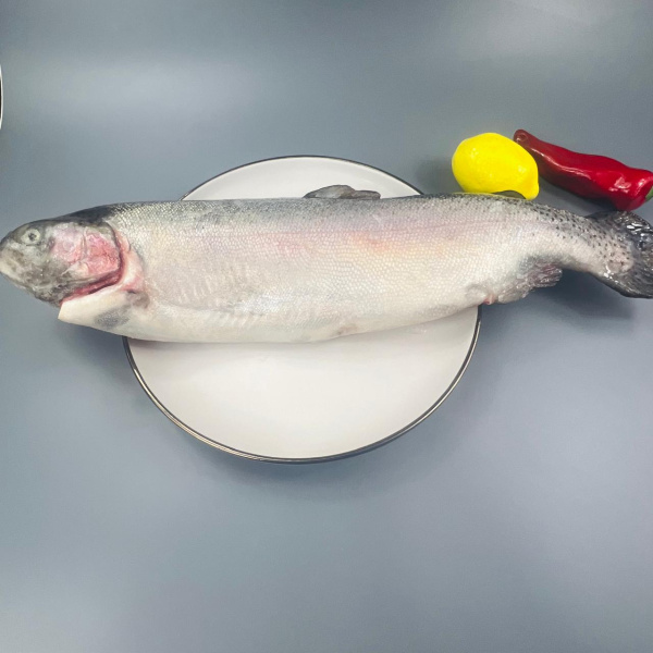 WhatsApp Image 2024-11-22 at 10.21.31 (1)