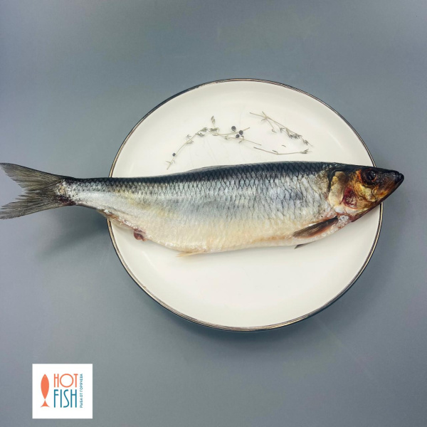 WhatsApp Image 2025-08-19 at 17.26.40